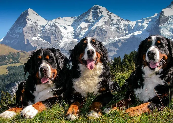 Hotel Hotel Fassbind Beausite Beatenberg