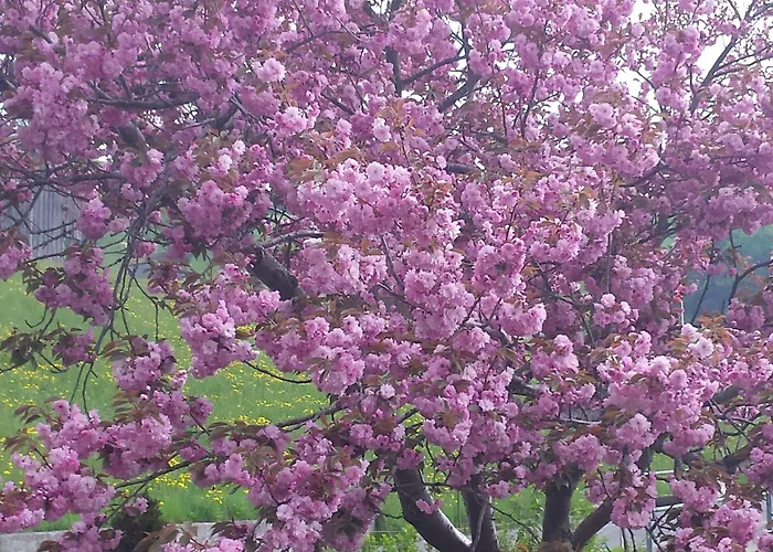 Hotel Hotel Fassbind Beausite