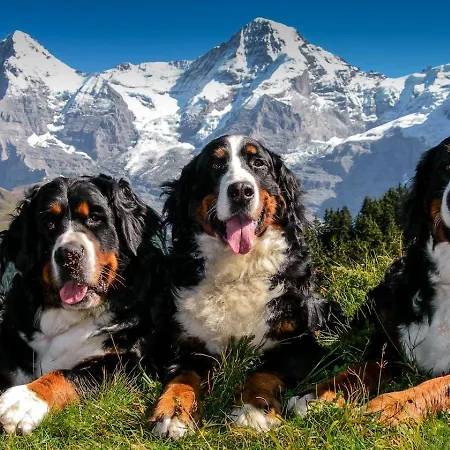 Hotel Hotel Fassbind Beausite Beatenberg