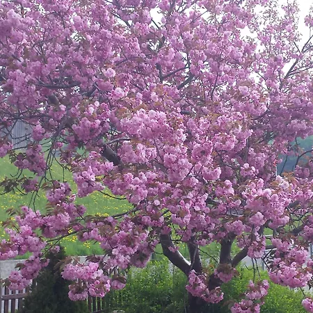 Hotel Hotel Fassbind Beausite